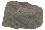 Pyritized Trilobite (Chotecops) Fossil - Bundenbach, Germany #209892-1